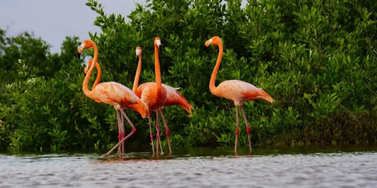 Registran la llegada de flamencos rosados a Punta Sur de Cozumel
