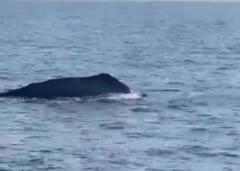 Expectación en redes sociales por avistamiento de ballena jorobada cerca de Cozumel