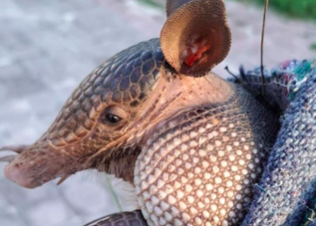 Fundación de Cozumel puso a salvo a 165 especies de animales