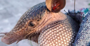 Fundación de Cozumel puso a salvo a 165 especies de animales