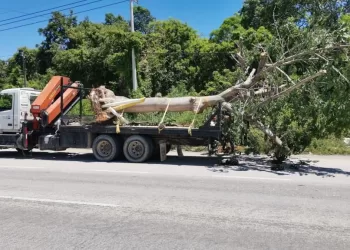 Continúa reforestación de camellón central del tramo carretero en Solidaridad