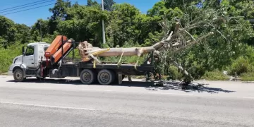 Continúa reforestación de camellón central del tramo carretero en Solidaridad