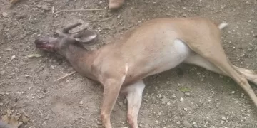 La caza furtiva sigue afectando a las comunidades del municipio de Lázaro Cárdenas