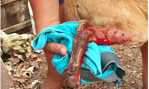 Continúa el maltrato animal en comunidades del municipio de Lázaro Cárdenas