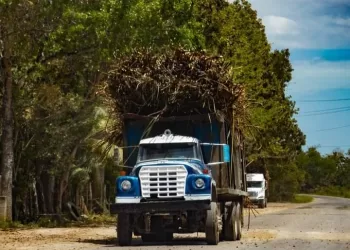 Revisión en la zona cañera de Quintana Roo para evitar que menores trabajen