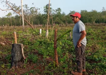 “Las Cabañuelas” siguen vigentes en las comunidades rurales de Lázaro Cárdenas