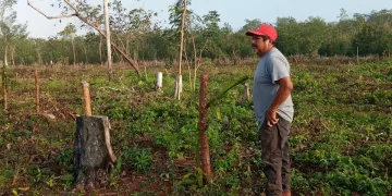 “Las Cabañuelas” siguen vigentes en las comunidades rurales de Lázaro Cárdenas