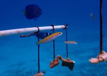 Fundación mantiene monitoreo, mantenimiento y limpieza de arrecifes en Cozumel