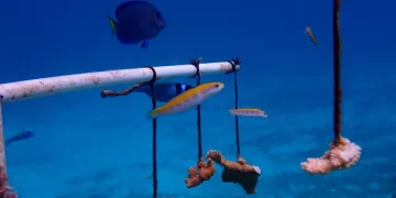 Fundación mantiene monitoreo, mantenimiento y limpieza de arrecifes en Cozumel