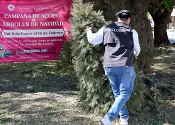 Abiertos 26 centros de acopio para llevar árboles navideños