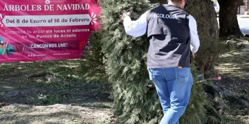 Abiertos 26 centros de acopio para llevar árboles navideños