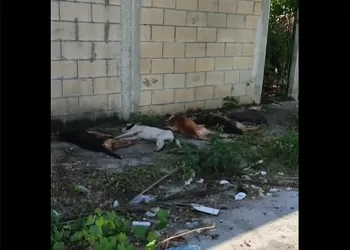 Desalmado envenena masivamente a perros en la Región 237