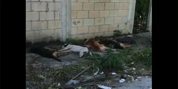 Desalmado envenena masivamente a perros en la Región 237