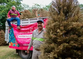 Habilitan 26 puntos en Cancún para el acopio de árboles de Navidad