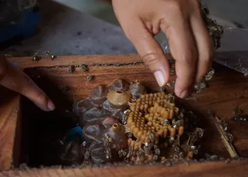 Apicultores de la zona maya se promocionarán en festivales gastronómicos