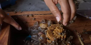 Apicultores de la zona maya se promocionarán en festivales gastronómicos