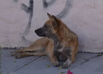 Hay 160 mil perros en el abandono en BJ