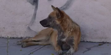 Hay 160 mil perros en el abandono en BJ