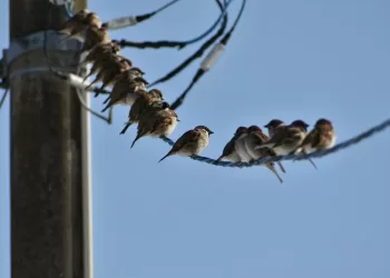 Urbanización y calentamiento global afectan poblaciones de aves 
