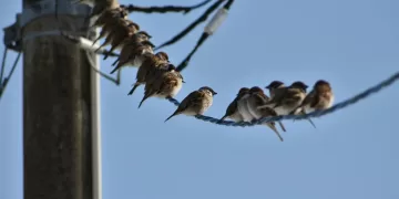 Urbanización y calentamiento global afectan poblaciones de aves 