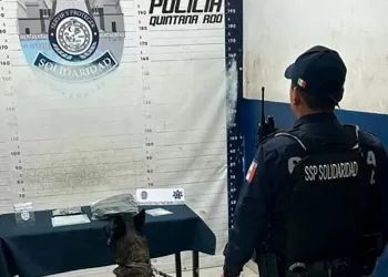 Oficial canino detecta drogas en la terminal de autobús de Playa del Carmen