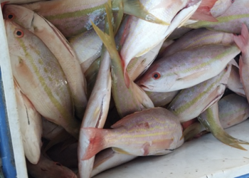 Denuncian comercio clandestino de productos del mar en esta Cuaresma