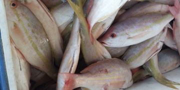 Denuncian comercio clandestino de productos del mar en esta Cuaresma