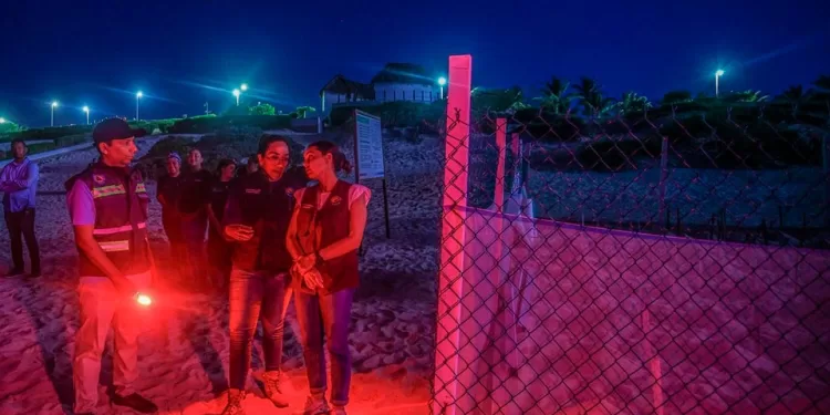 Liberan está temporada en Cancún poco más de un millón 205 mil crías de tortugas marinas