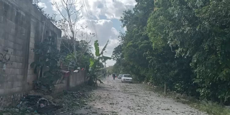 Abejas africanas atacan a un hombre en poblado del municipio de Lázaro Cárdenas