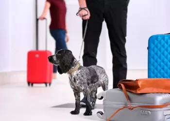 Turkish Airlines facilita realizar viajes con mascotas