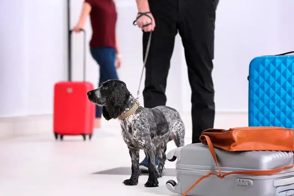 Turkish Airlines facilita realizar viajes con mascotas
