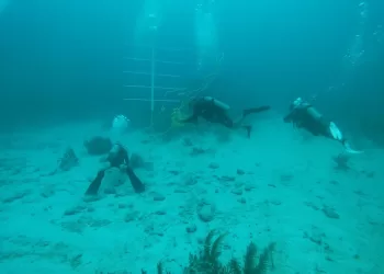 Eco-Bahía y Oceanus se unen para preservar el Sistema Arrecifal Mesoamericano