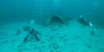 Eco-Bahía y Oceanus se unen para preservar el Sistema Arrecifal Mesoamericano