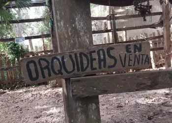 Abandono del orquideario en Solferino: Una pérdida para el turismo local