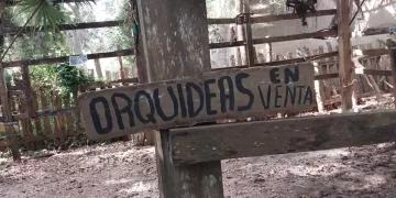 Abandono del orquideario en Solferino: Una pérdida para el turismo local