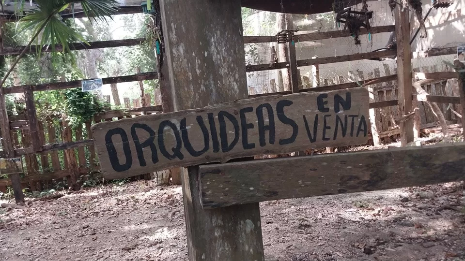 Abandono del orquideario en Solferino: Una pérdida para el turismo local