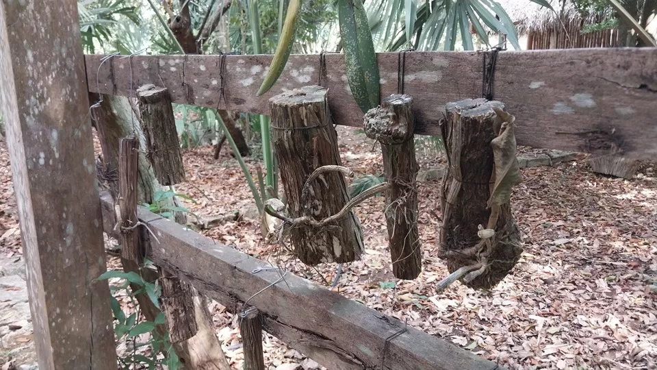Abandono del orquideario en Solferino: Una pérdida para el turismo local