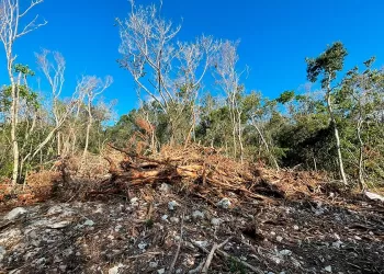 Exigen “blindar” selva quintanarroense devastada por el Tren Maya