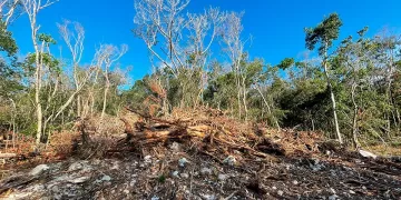 Exigen “blindar” selva quintanarroense devastada por el Tren Maya