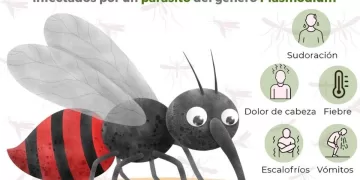 Refuerzan acciones de prevención y detección del paludismo en Isla Mujeres