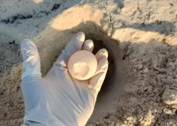 Generarán en Solidaridad educación para cuidar los nidos de tortuga marina