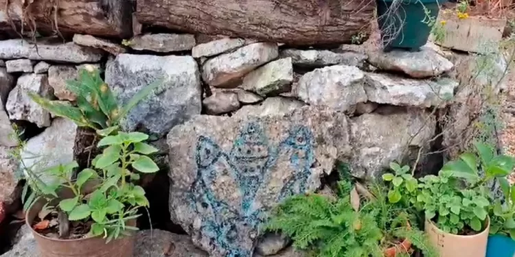 Cobá comparte milenario tesoro, la miel medicinal de las abejas Meliponas