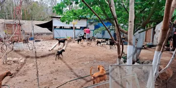 Mujer protege en Tulum a 150 perros y gatos de los incendios