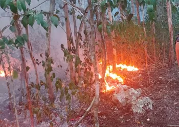Ya se reportan incendios forestales en 5 municipios