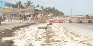 Recala gran cantidad de sargazo en playas de Holbox