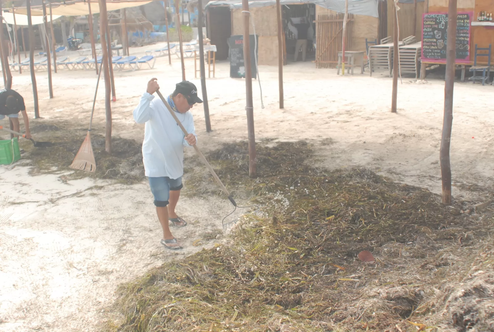 Recala gran cantidad de sargazo en playas de Holbox