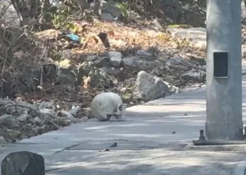 Abandonan cráneo humano en una banqueta de la Nicte Ha