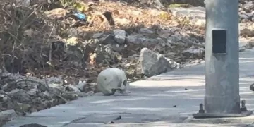 Abandonan cráneo humano en una banqueta de la Nicte Ha