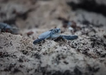 Autoridades de Puerto Morelos ultiman detalles para proteger a las tortugas marinas