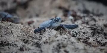 Autoridades de Puerto Morelos ultiman detalles para proteger a las tortugas marinas